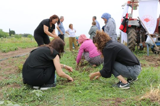 Eken milyon kazanıyor! Ceyhan’da hasat başladı